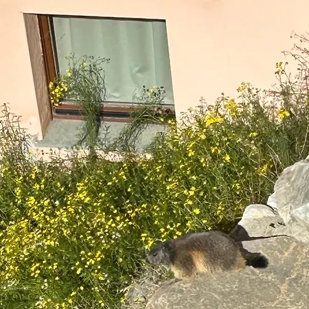 La Marmotta Bianca In Out Apartment