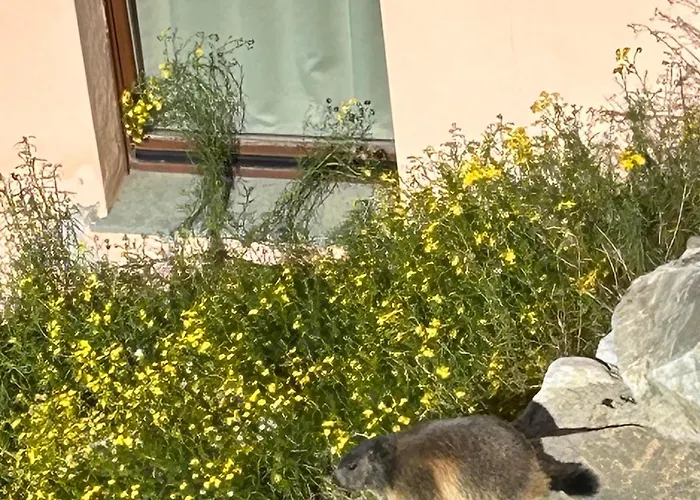 La Marmotta Bianca In Out Апартаменти